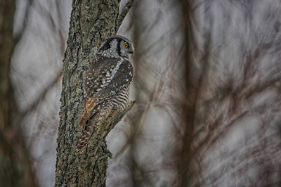 Northern Hawk Owl.jpg