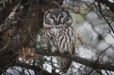 Boreal Owl.jpg
