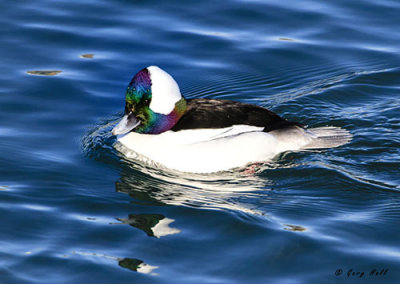 Bufflehead.jpg