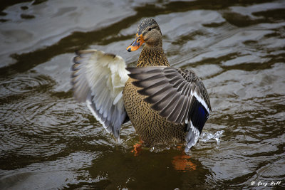 Female Mallard Display.jpg