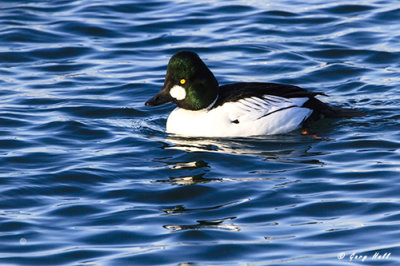 Goldeneye.jpg