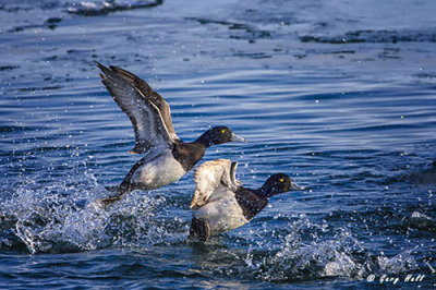 Greater Scaup.jpg