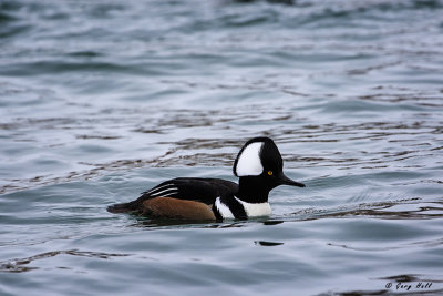 Hooded Merganser 2.jpg