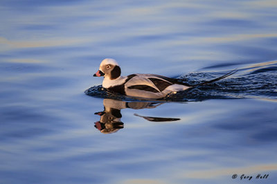 Long-tailed Duck.jpg