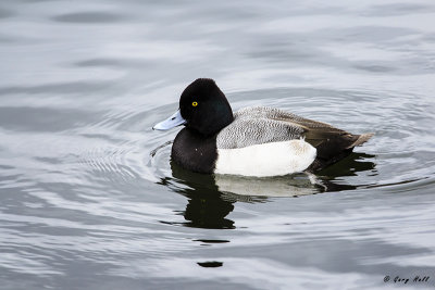Lesser Scaup.jpg