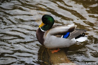 Malard Drake.jpg
