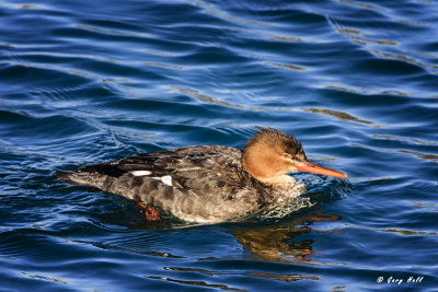 Red-breasted Merganser - Female.jpg