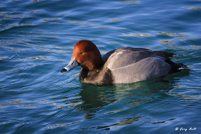 Redhead.jpg