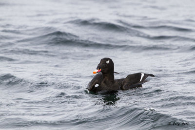 White-winged Scoter.jpg