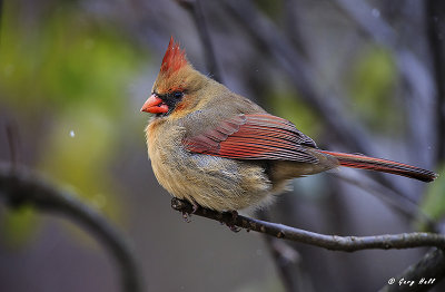Female Cardinal.jpg