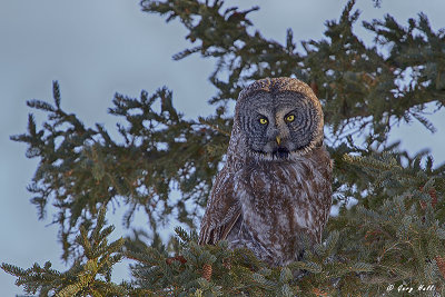 Great Gray Owl 5 HDR.jpg