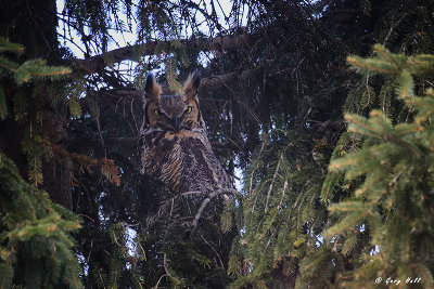 Great Horned Owl.jpg
