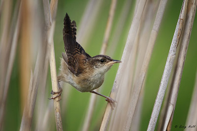 Marsh Wren.jpg