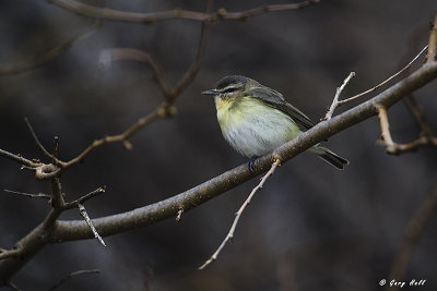 Philadelphia Vireo.jpg