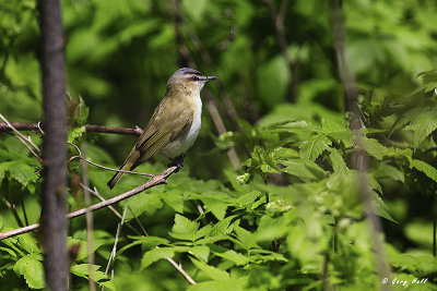 Red-eyed Vireo.jpg