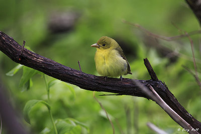 Scarlett Tanager - Female.jpg