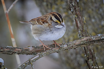 White-throated Sparrow.jpg