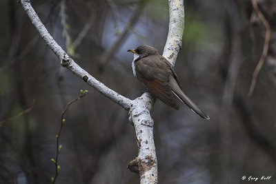 Yellow-billed Cuckoo 2 .jpg