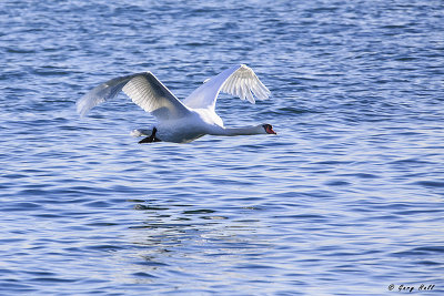 Mute Swan in Flight.jpg