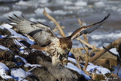 Red-Tailed Hawk Landing 2.jpg