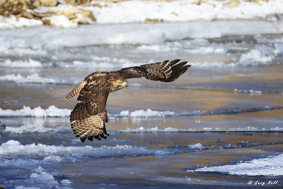 Red-tailed Hawk in Flight.jpg