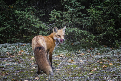 Algonquin Red Fox 2.jpg