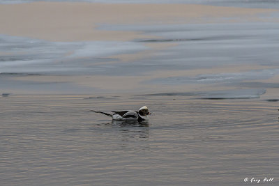 Long-tailed Duck.jpg