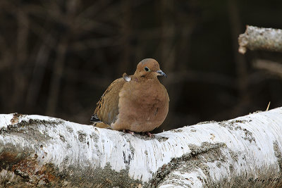 Mourning Dove.jpg