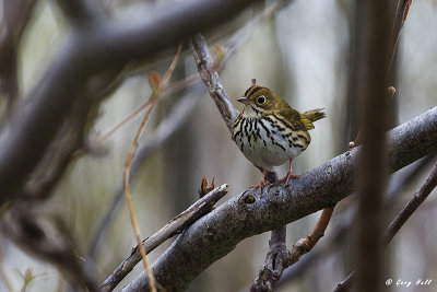 Ovenbird.jpg