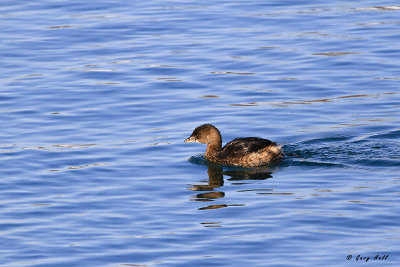 Pied-billed Grebe.jpg