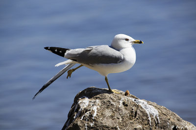 Ring-billed Gull.jpg