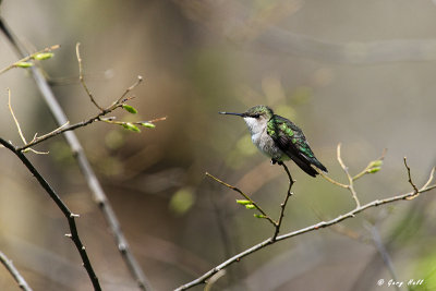 Ruby-throated Hummingbird.jpg