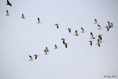 Snow Geese.jpg