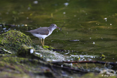 Spotted Sandpiper.jpg