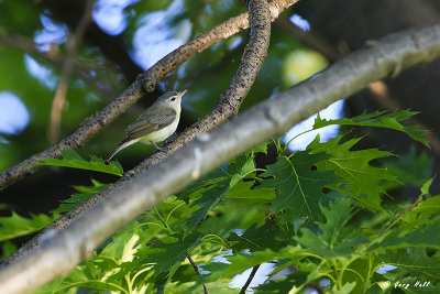 Warbling Vireo.jpg