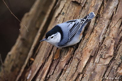 White-breasted Nuthatch.jpg