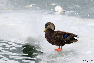 American Black Duck.jpg