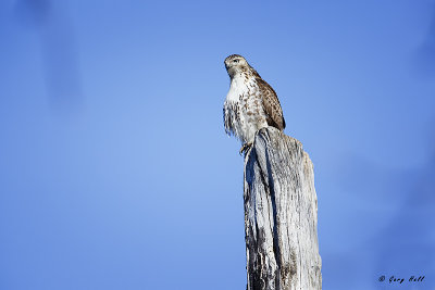 Red-tailed Hawk 2.jpg
