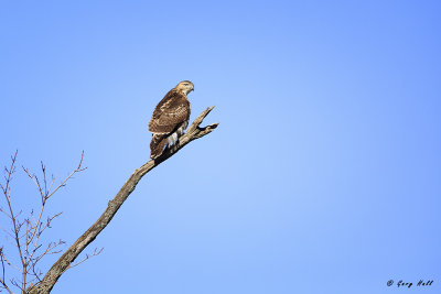 Red-tailed Hawk.jpg