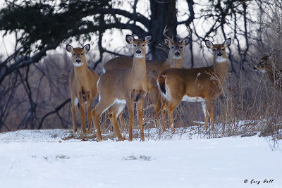 Deer Herd.jpg