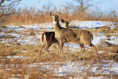 White Tail Doe and Fawn.jpg