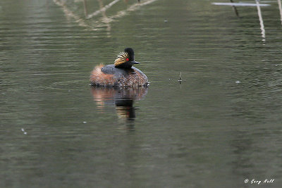 Eared Grebe.jpg