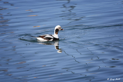 Long-tailed Duck.jpg