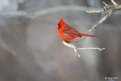 Northern Cardinal 2.jpg