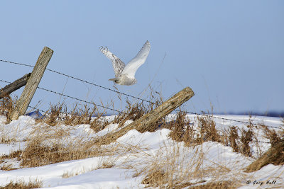 Snowy Owl Flight.jpg