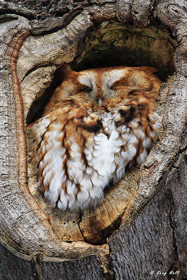 Eastern Screech Owl-2.jpg