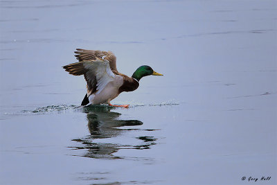 Mallard.jpg