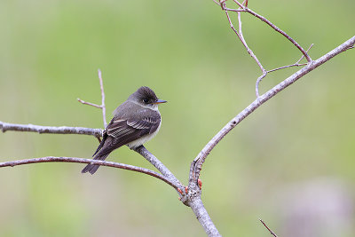 Eastern Wood Pewee.jpg