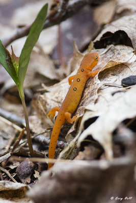 Red Eft.jpg