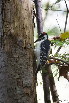 Hairy Woodpecker.jpg